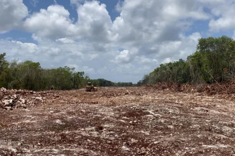 Obrador inicialmente prometió que no se talaría “un solo árbol ”, pero el gobierno reconoce, oficialmente, que se han talado 3.4 millones. , aunque los ambientalistas dicen serían 9 millones.
