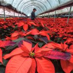 Durante el evento, Circe Camacho Bastida remarcó la importancia de consumir el trabajo de ocho meses de los productores xochimilcas.