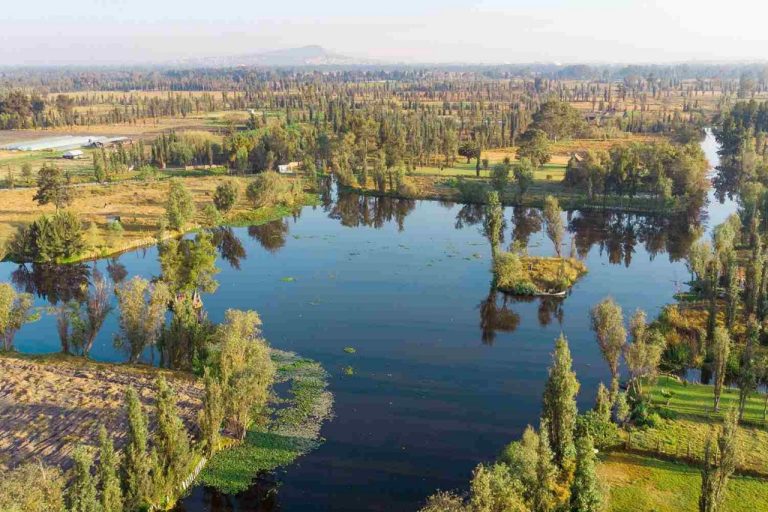 El programa apunta a la implementación de un sistema de humedales artificiales en el pueblo de San Gregorio, dentro de la Cuenca de Xochimilco.