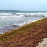 La tecnología es el Sargapanel, fabricado con yeso y cinco kilos de sargazo seco por unidad, lo cual equivale a 50 o 60 kilogramos de sargazo húmedo, “una cantidad masiva importante”.