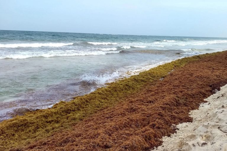 La tecnología es el Sargapanel, fabricado con yeso y cinco kilos de sargazo seco por unidad, lo cual equivale a 50 o 60 kilogramos de sargazo húmedo, “una cantidad masiva importante”.