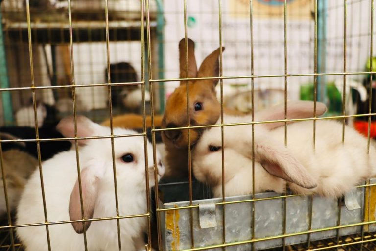 La Feria del Conejo 2025 busca promover el consumo responsable, dignificar las vocaciones productivas del territorio y generar espacios de encuentro entre comunidad y gobierno.